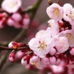 逐梦国际:如何规划你的留学预算与开支 w5e670n9j